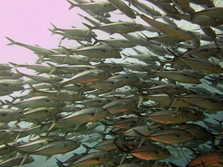 Más de 200 embarcaciones mexicanas amenazan a siete Áreas Marinas Protegidas