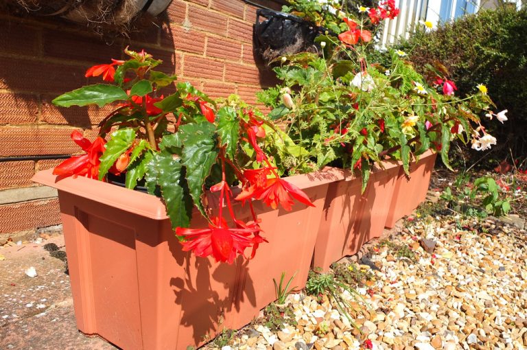 Nunca hubo un mejor momento que este para plantar un jardín