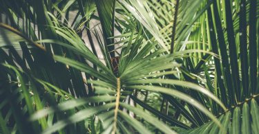 Palma. Crece demanda de aceite de palma y los ecosistemas sufren