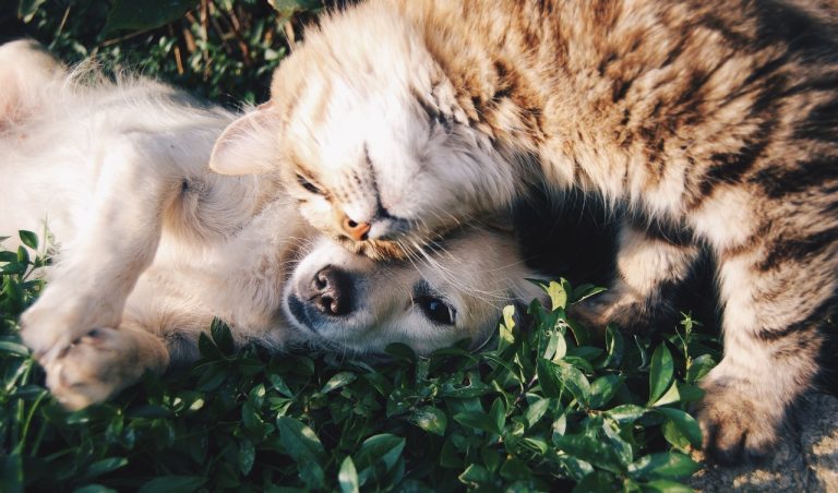 Purina lanza iniciativa para cuidar a los perros y gatos de los profesionales de la salud durante contingencia