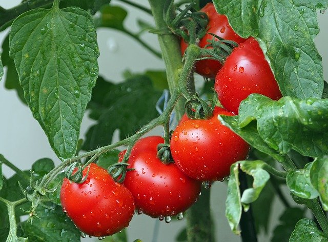 Jitomate. ¿Y si plantas un jardín casero durante el confinamiento?