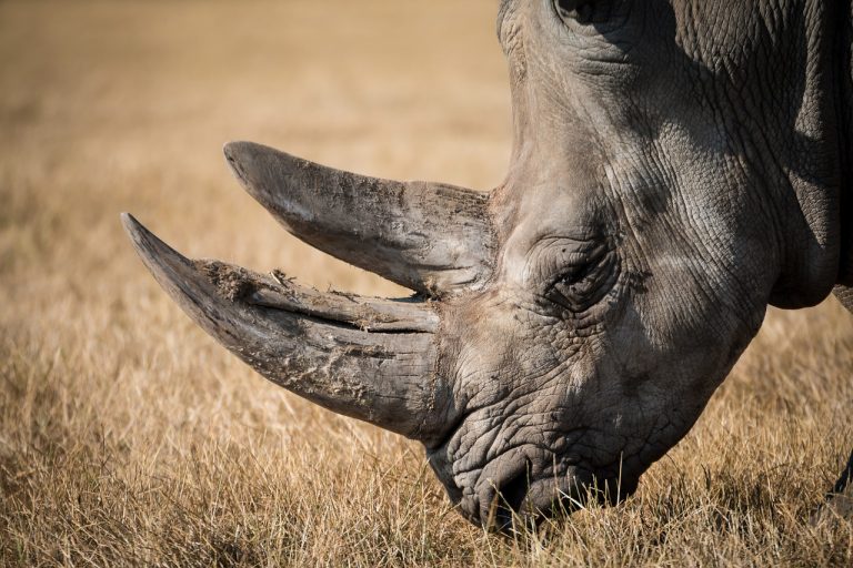 ¿Por qué COVID-19 pone en riesgo a los rinocerontes?