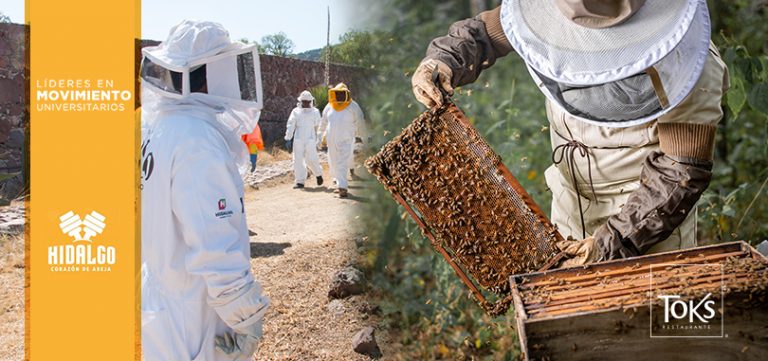 Toks se une al programa Líderes en Movimiento en apoyo a los apicultores mexicanos