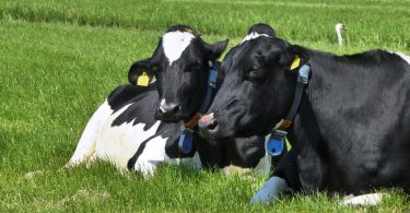 ¿Serán las vacas el nuevo "carbón"?