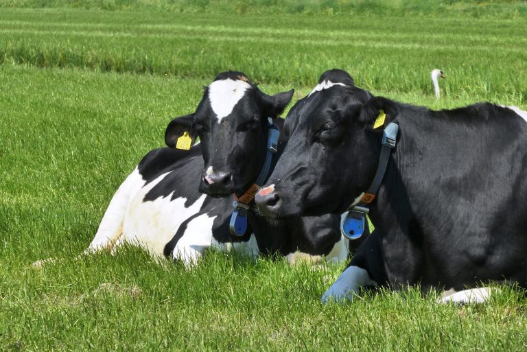 ¿Serán las vacas el nuevo «carbón»?