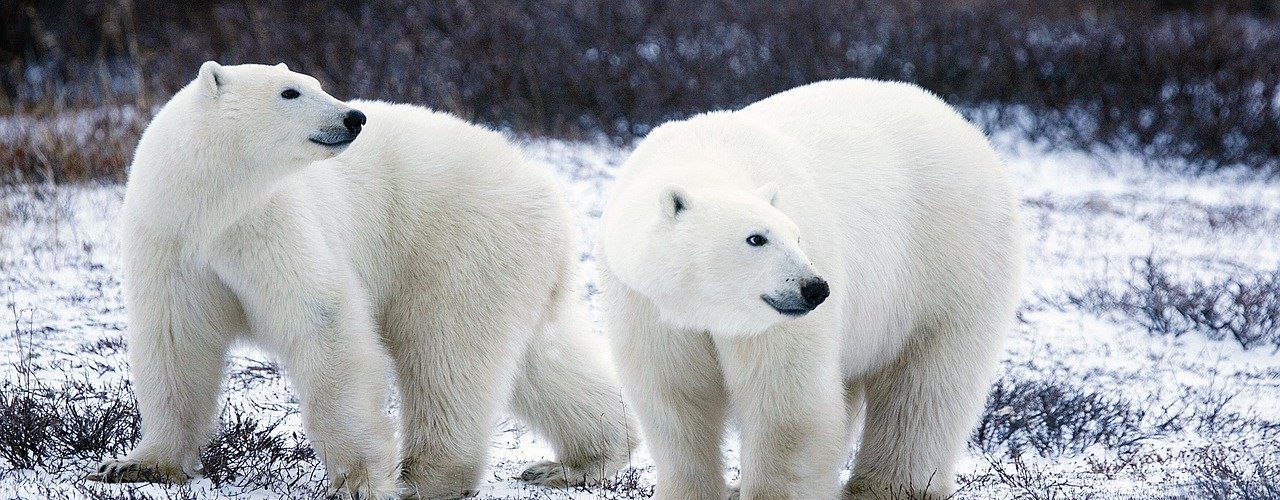 Osos polares. ¿Se acerca el fin de los osos polares?