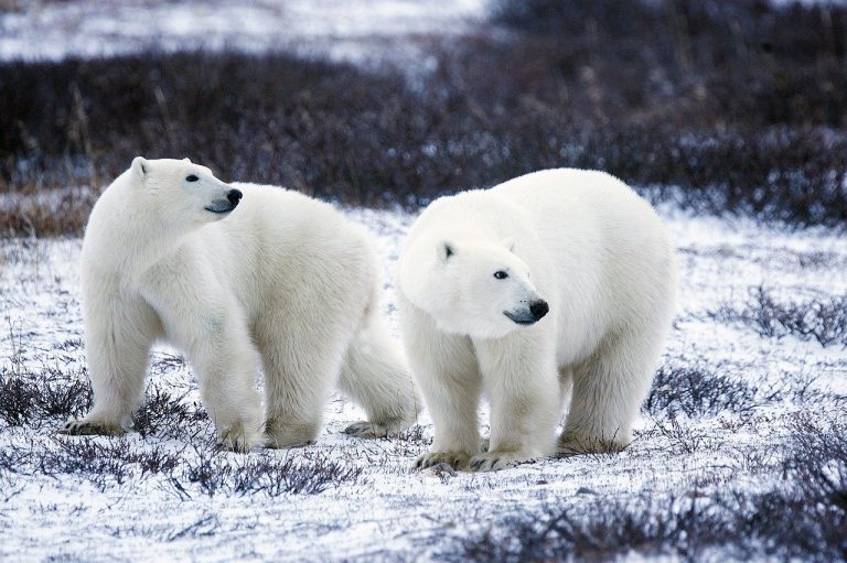 ¿Se acerca el fin de los osos polares?