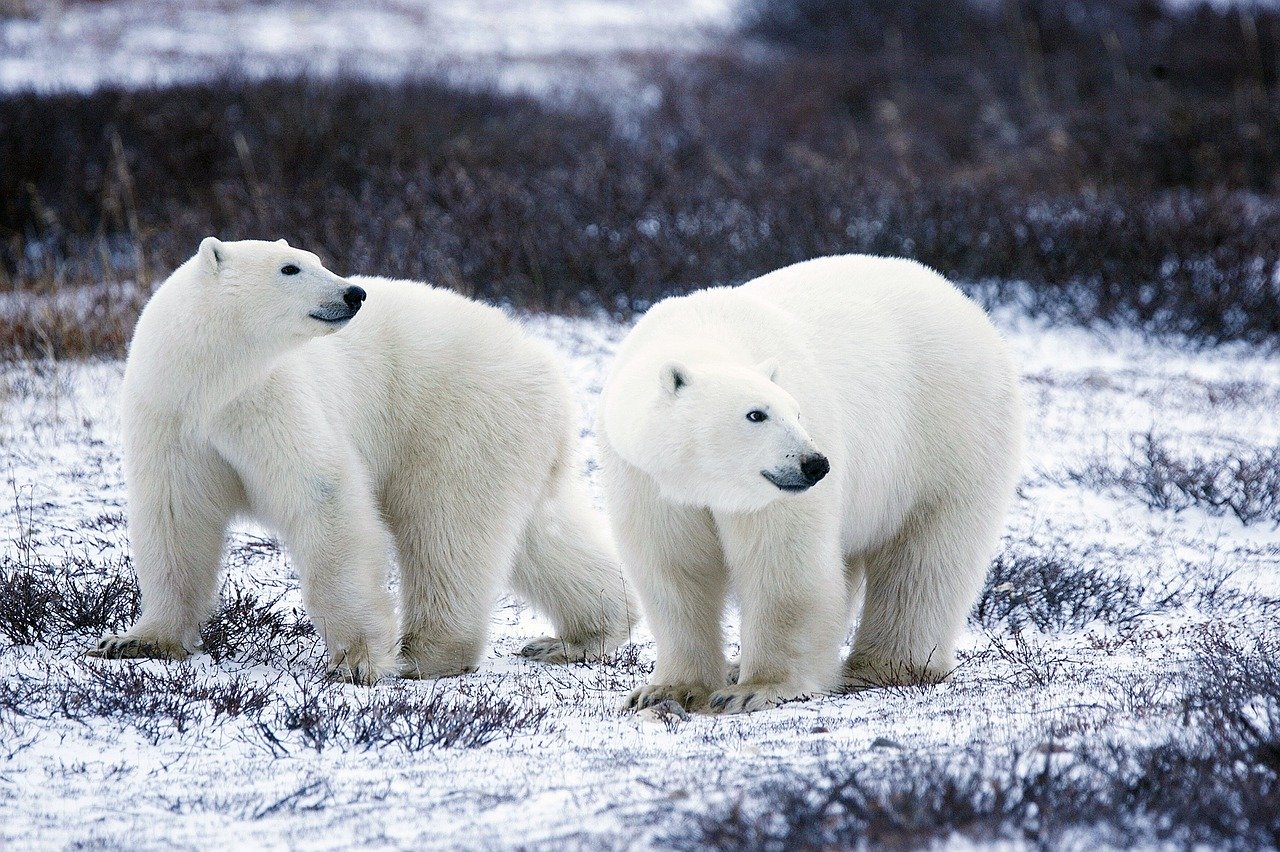 Osos polares. ¿Se acerca el fin de los osos polares?