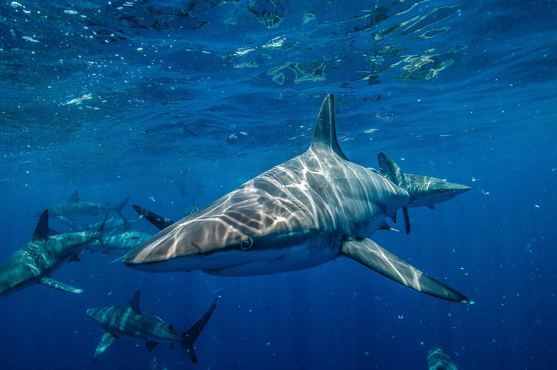 ¿A qué le temen los tiburones? ¡Y más en la pandemia!