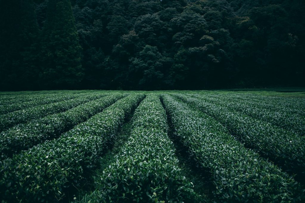 Agricultura corporativa sustentable, un nuevo horizonte