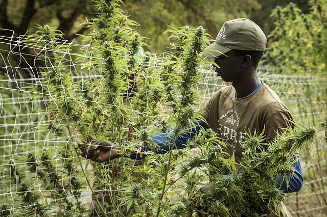 Empaques de marihuana sostenibles