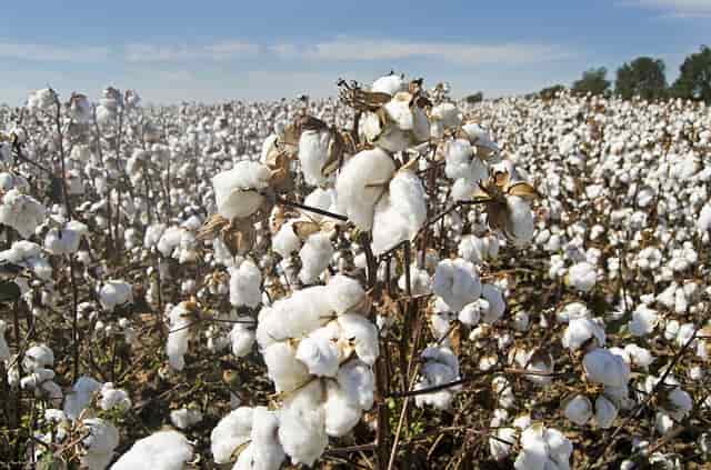 Algodón. Agricultura regenerativa, el siguiente paso en sustentabilidad: Patagonia