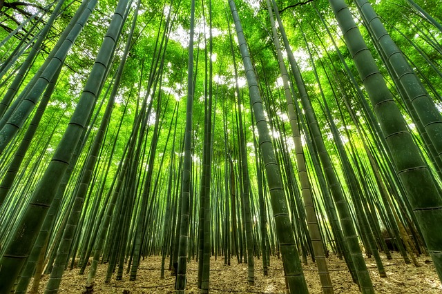 Bambú. 8 tips para construir casas resilientes