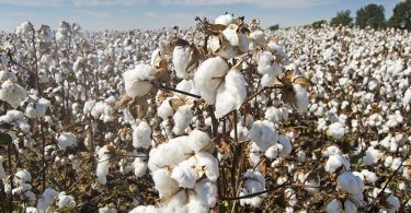 GAP se pone como objetivo usar algodón 100% sustentable para 2025