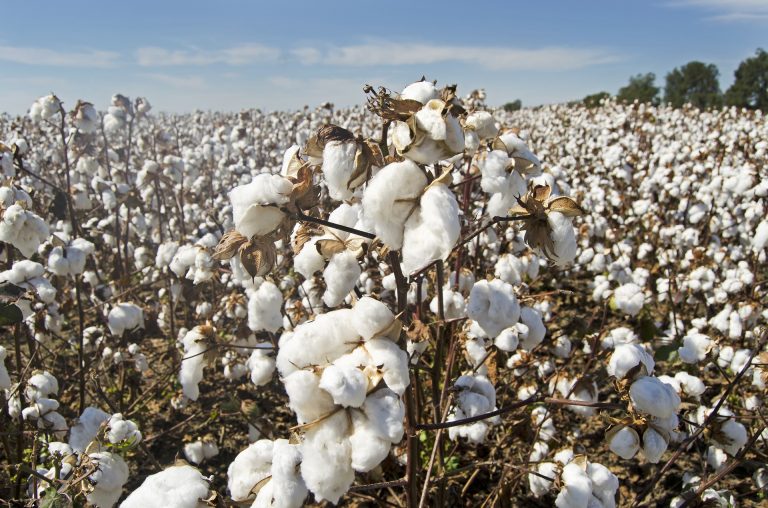 GAP se pone como objetivo usar algodón 100% sustentable para 2025