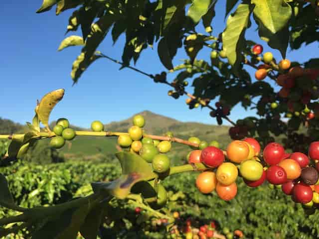 Planta de café. Cómo salvar al café del cambio climático