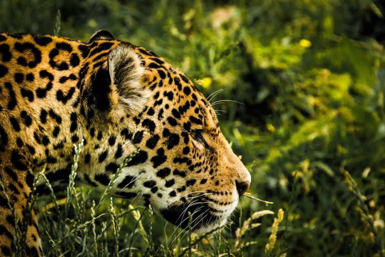 WWF pide a gobiernos de América Latina cumplir con el Plan Jaguar 2030