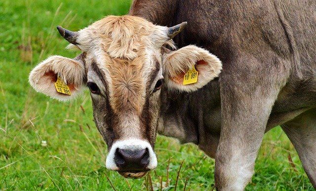 Ganado. 5 ideas radicales para transformar el sistema alimentario