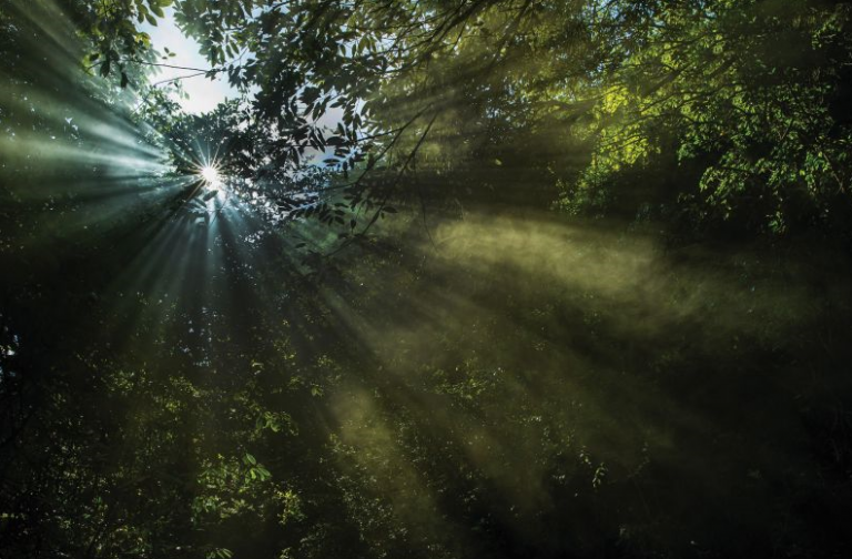 Natura &Co es reconocida como una de las empresas más sustentables del mundo