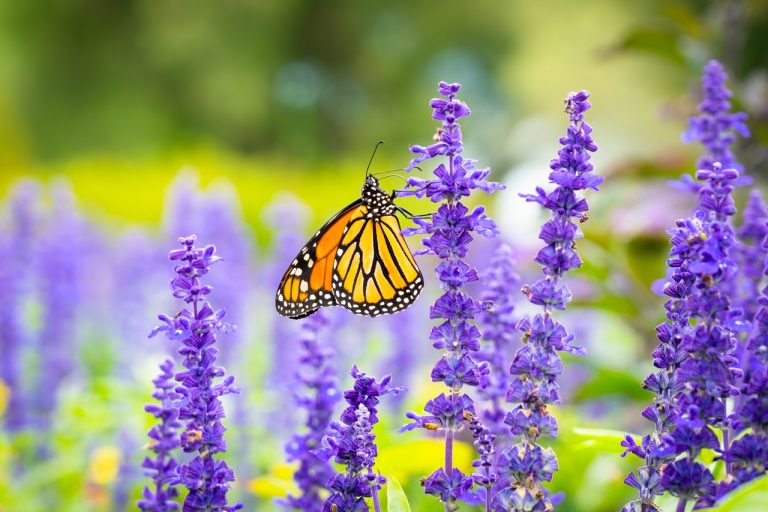 Promoverán agricultura sustentable en ruta de la mariposa Monarca