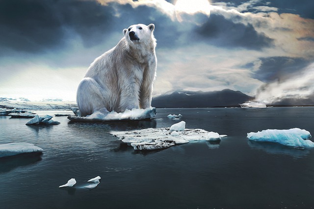 efectos del cambio climático oso polar
