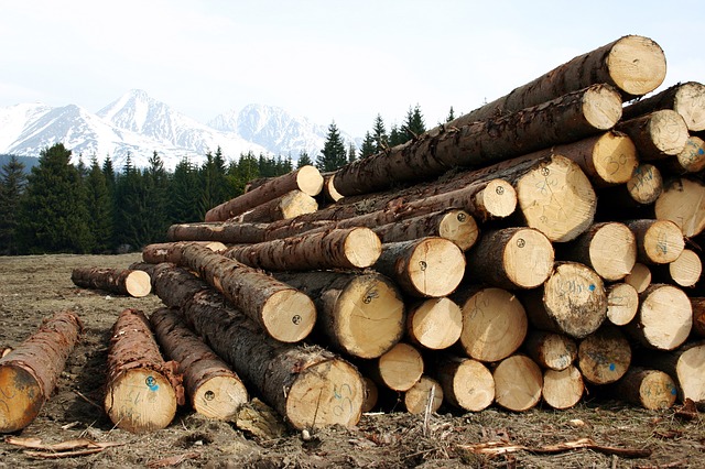 beneficios de la tala de árboles
