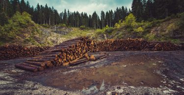 Amazon, Unilever y Nestlé… en la alianza contra la deforestación por un billón de dólares