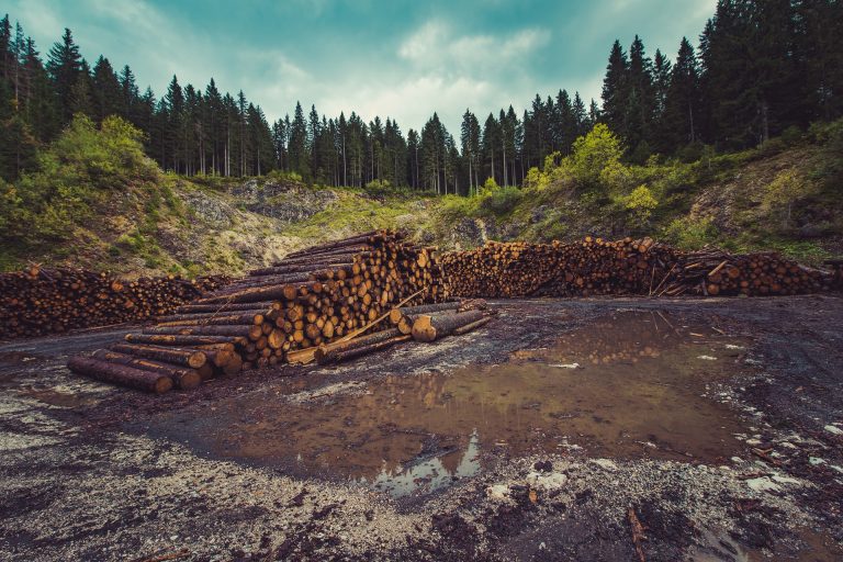 Amazon, Unilever y Nestlé… en alianza contra la deforestación por un billón de dólares