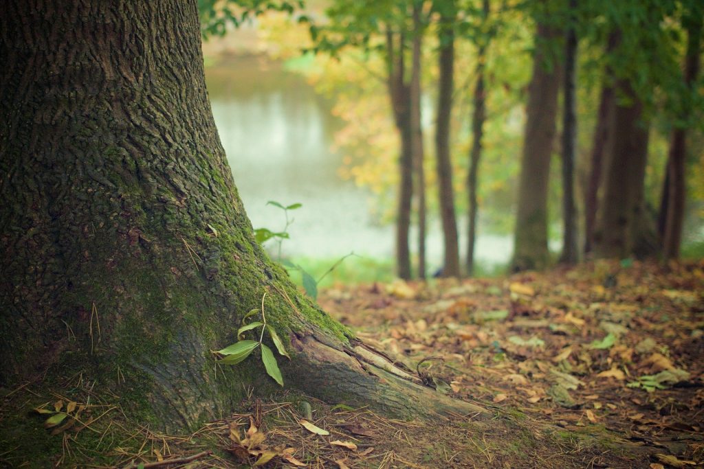 Apple lanza fondo para restauración de bosques, invirtiendo 200 mdd