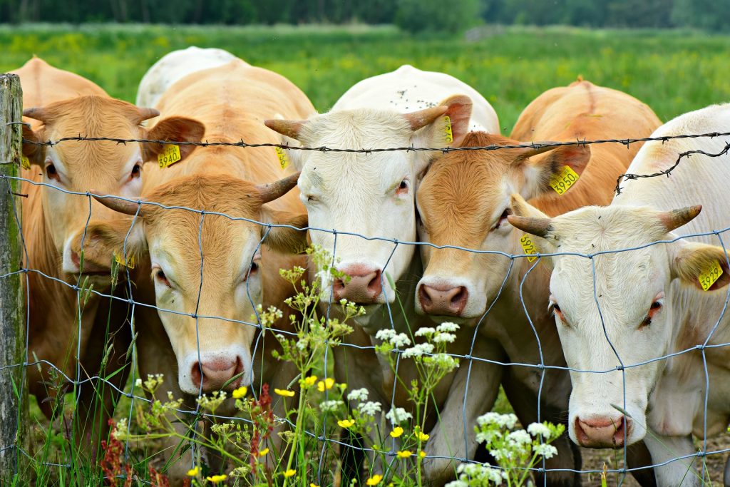 Principal aliada del cambio climático: comida, no industria