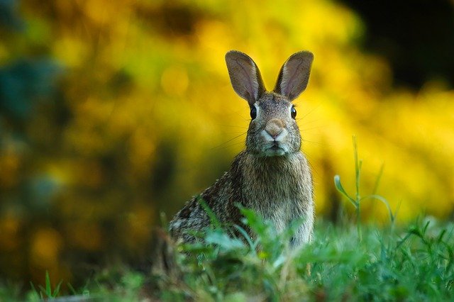 pruebas cosméticas en animales