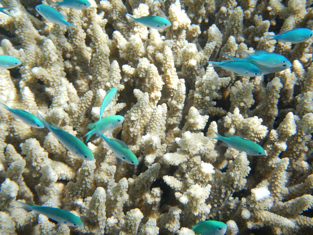 muere la Gran Barrera de Coral
