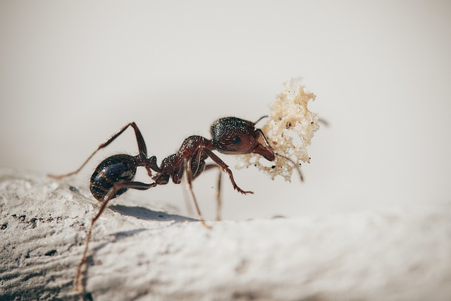 ¿Cuál es el país que no tiene hormigas y por qué?