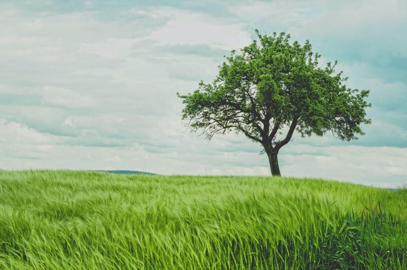 ¿Podemos hacer árboles genéticamente modificados para luchar contra el cambio climático?