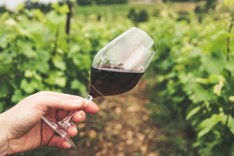 ¿Qué es un vino sustentable? 5 ejemplos…