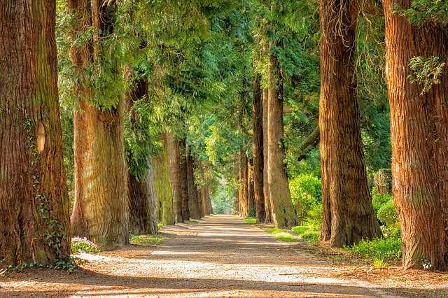 reforestar los suelos