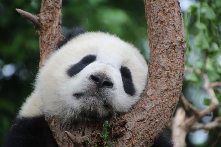 Pandas ya no están en extinción… pero continúan siendo especie vulnerable