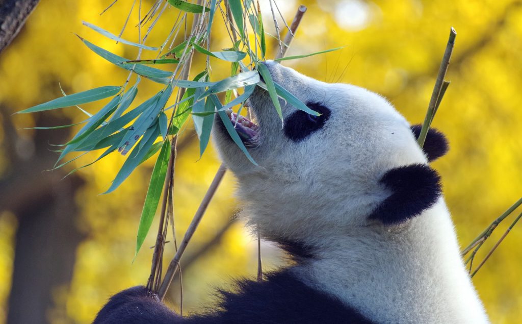 Pandas ya no están en extinción... pero siguen siendo especie vulnerable