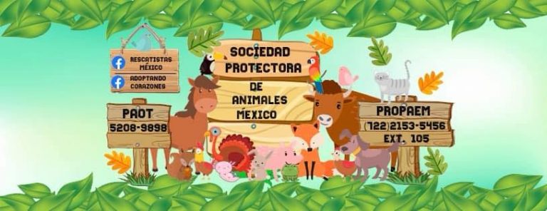 10 acciones para prevenir el maltrato animal ¡y tú puedes tomarlas ...