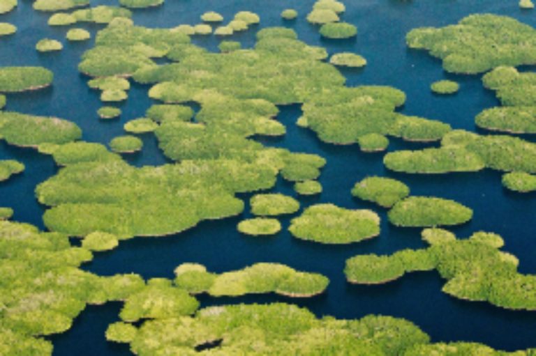 WWF y Bezos Earth Fund se unen para proteger los manglares de México