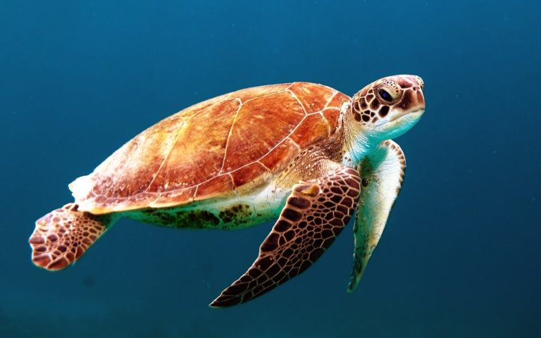 Tortugas marinas: ¿Las grandes ganadoras de la pandemia?