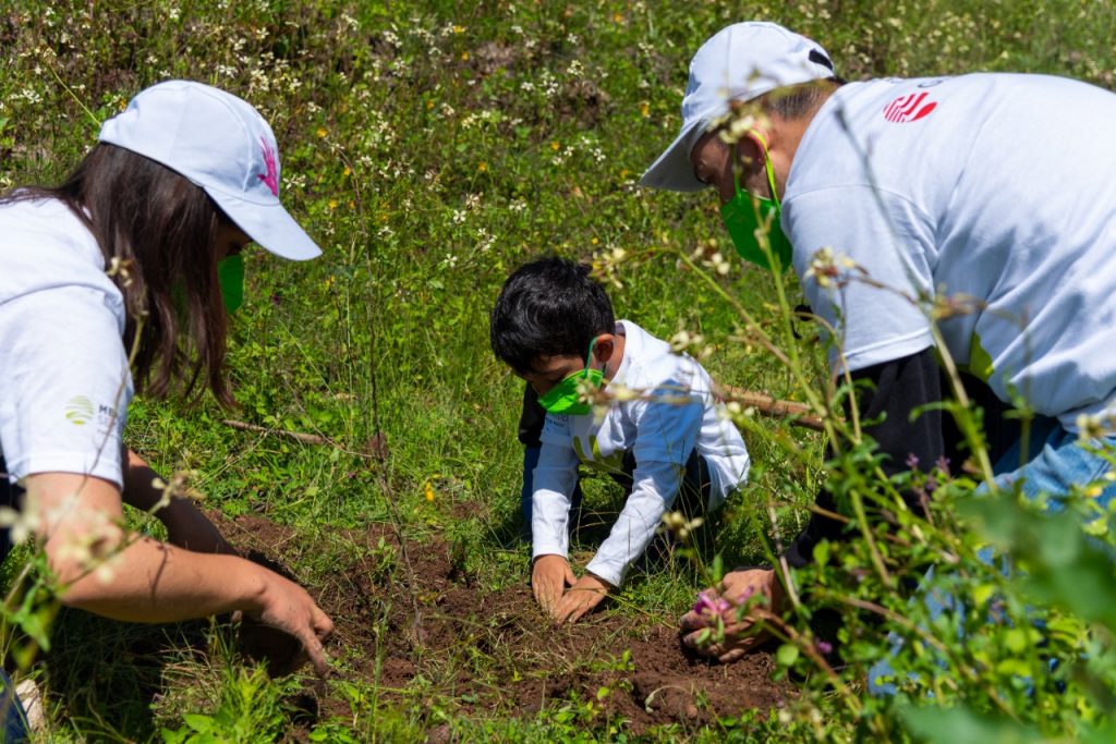 reforestación