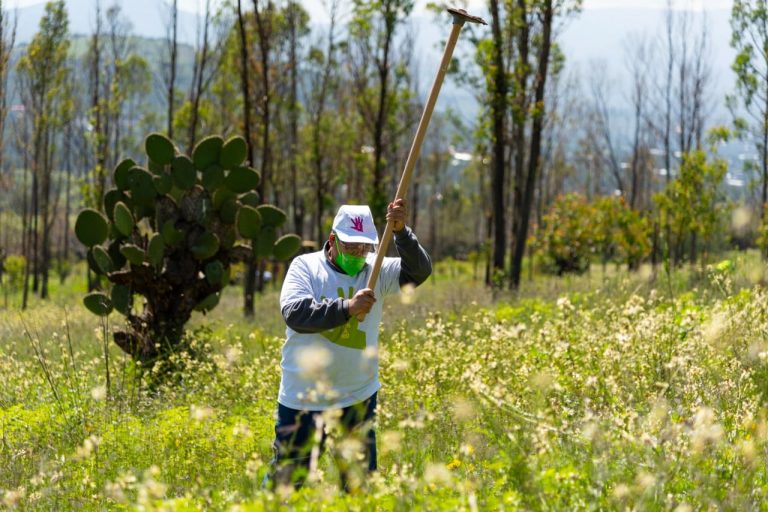 Fundación Grupo México celebra su 10ºJornada de Reforestación #MexicanosSembrando