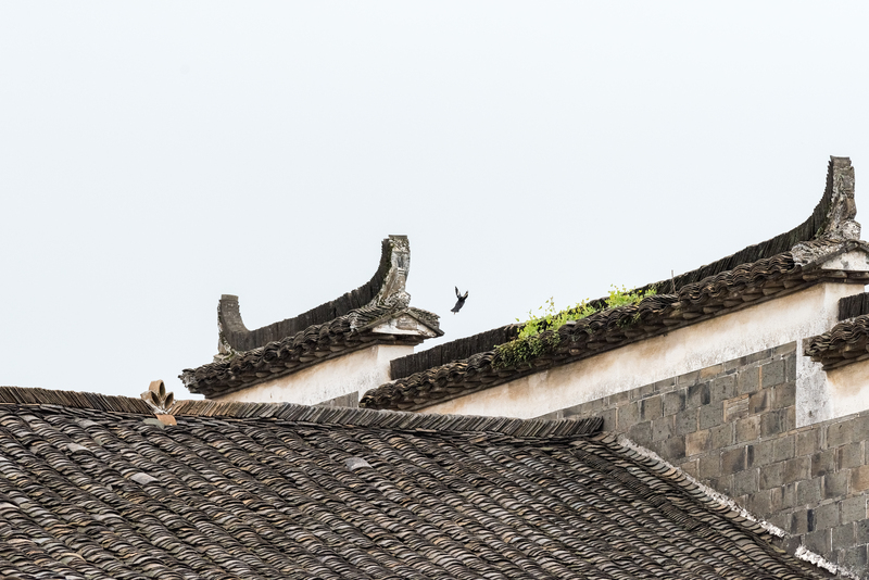 ¿Qué tienen que ver los icónicos techos chinos y el cambio climático?