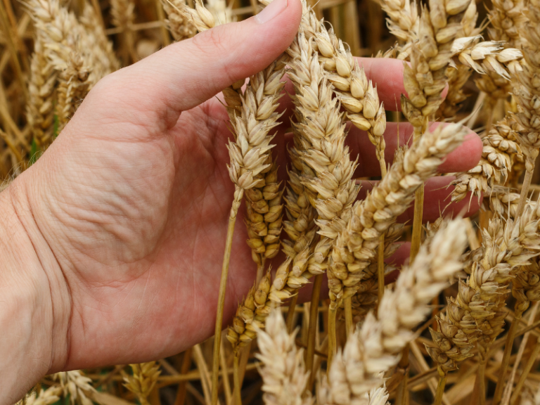 Grupo Bimbo debuta en financiamiento sustentable con la renovación de su línea de crédito revolvente comprometida a través de un préstamo vinculado a la sustentabilidad