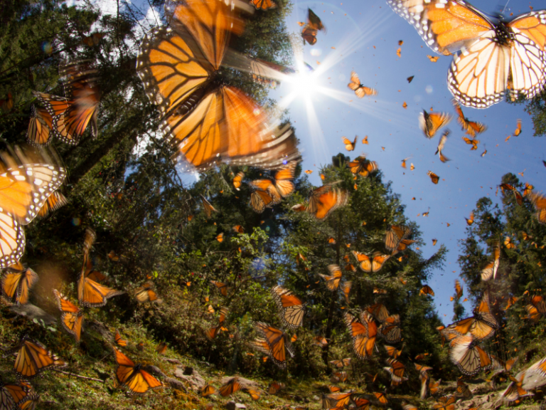 Air Wick Aceites Esenciales y WWF se unen por la conservación de las flores silvestres y la mariposa Monarca en México