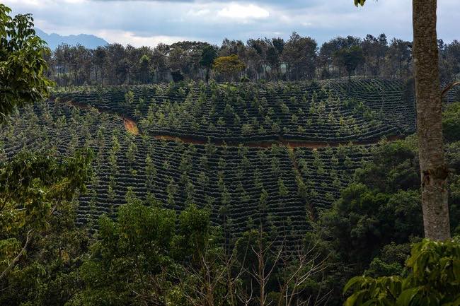 Conafor y Reforestamos México lanzan la 6° edición del concurso de fotografía Visión Forestal y Centinelas en el tiempo