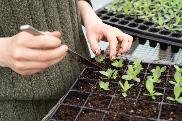 Reforestar no es suficiente, amigos y amigas de la COP26