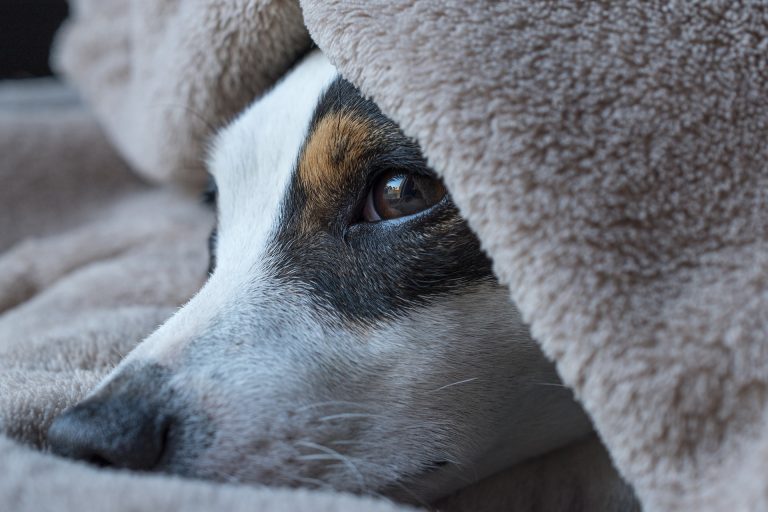 Desarrolla prueba de detección de cáncer en perros tras perder al suyo