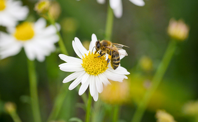 estrategias de sustentabilidad abejas